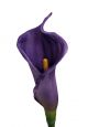 Calla Lily Early Bloom 2390
