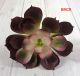 Aeonium Succulents - 2404