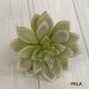 Succulent with Spear Leaves 2406