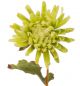 Chrysanthemum Stem - 2460GR