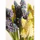 Grape Hyacinth Flower bunch - 2472