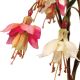 Fuschia x 2 branches with 5 flowers - 2489