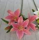 Lilium Asiatic Lily - 2605