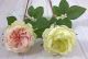 David Austin Replica Rose with Quartered Centifolia Petals. Small 2631