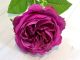 David Austin Replica Rose with Quartered Centifolia Petals. Larger 2632