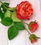 David Austin Replica Roses with Quartered Centifolia Petals.Spray x 3 - 2633