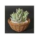 Cacti Sedum in Rattan Bowl - 4010