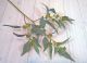 Eucalyptus Seeded Long Leaf Gum - 2138L