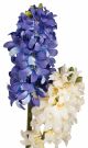 Hyacinth Stem - 2430