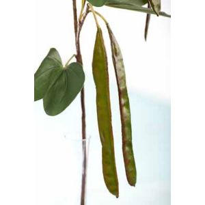 Acacia Long Bean Pod Spray - 2122