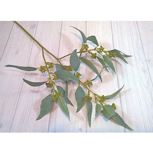 Eucalyptus Seeded Long Leaf Gum - 2138L